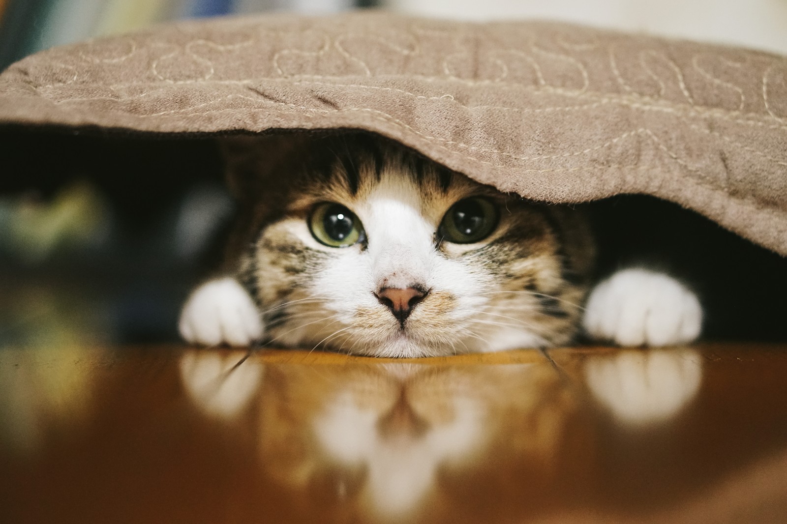 猫のリンパ腫って何?正しい知識と立ち向かい方を解説‼