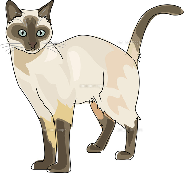 猫のリンパ腫って何?正しい知識と立ち向かい方を解説‼