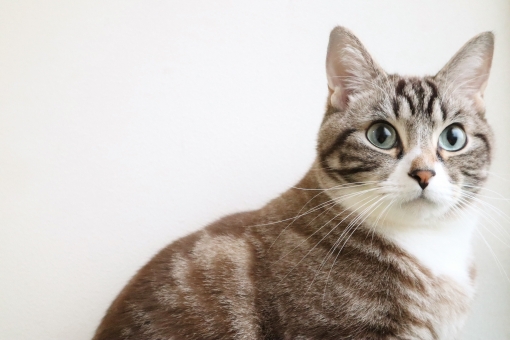 猫の肥満細胞腫って何?気になる症状、治療、予後について解説‼