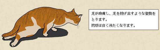 猫の肥大型心筋症の診断と治療