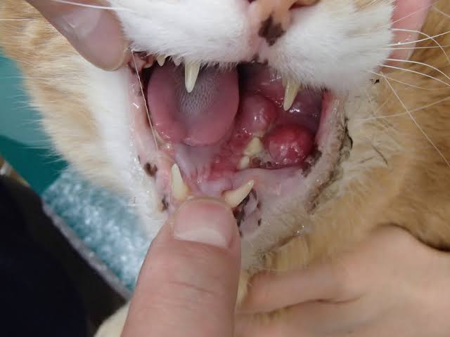 猫の扁平上皮癌について