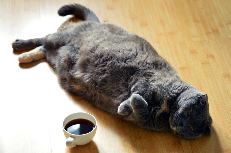 猫の糖尿病ってどんな病気？