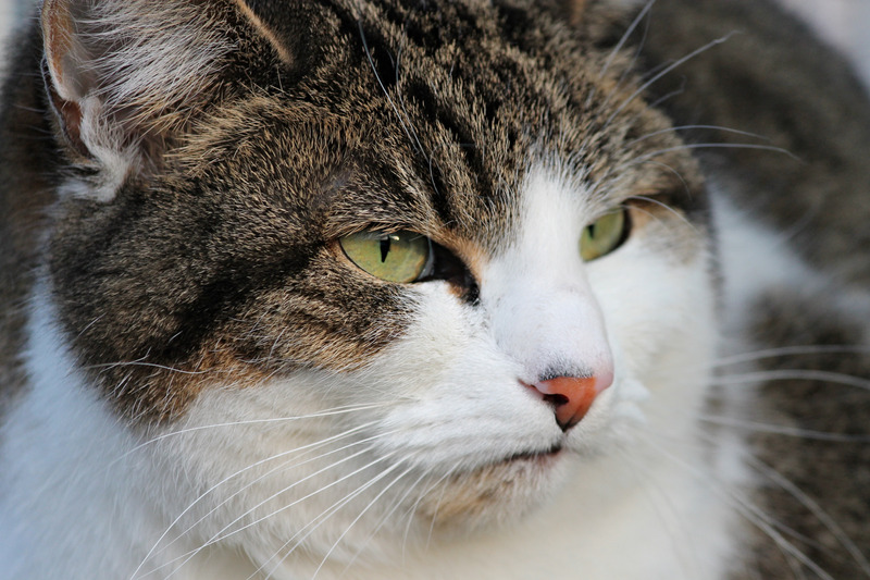 猫の糖尿病ってどんな病気？