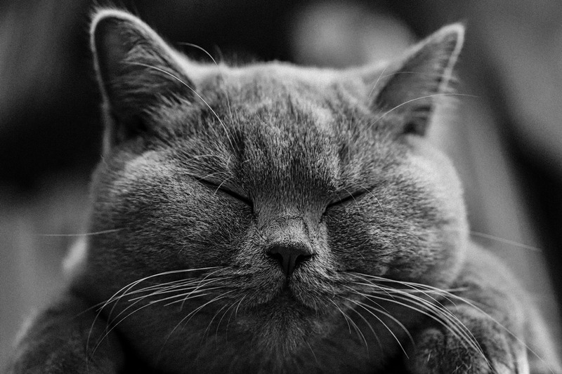 猫の糖尿病ってどんな病気？