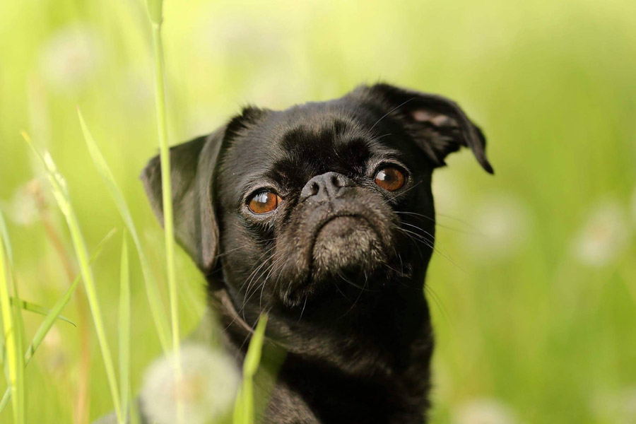 犬の肥満細胞腫とは?気になる症状、治療、予後まで解説‼