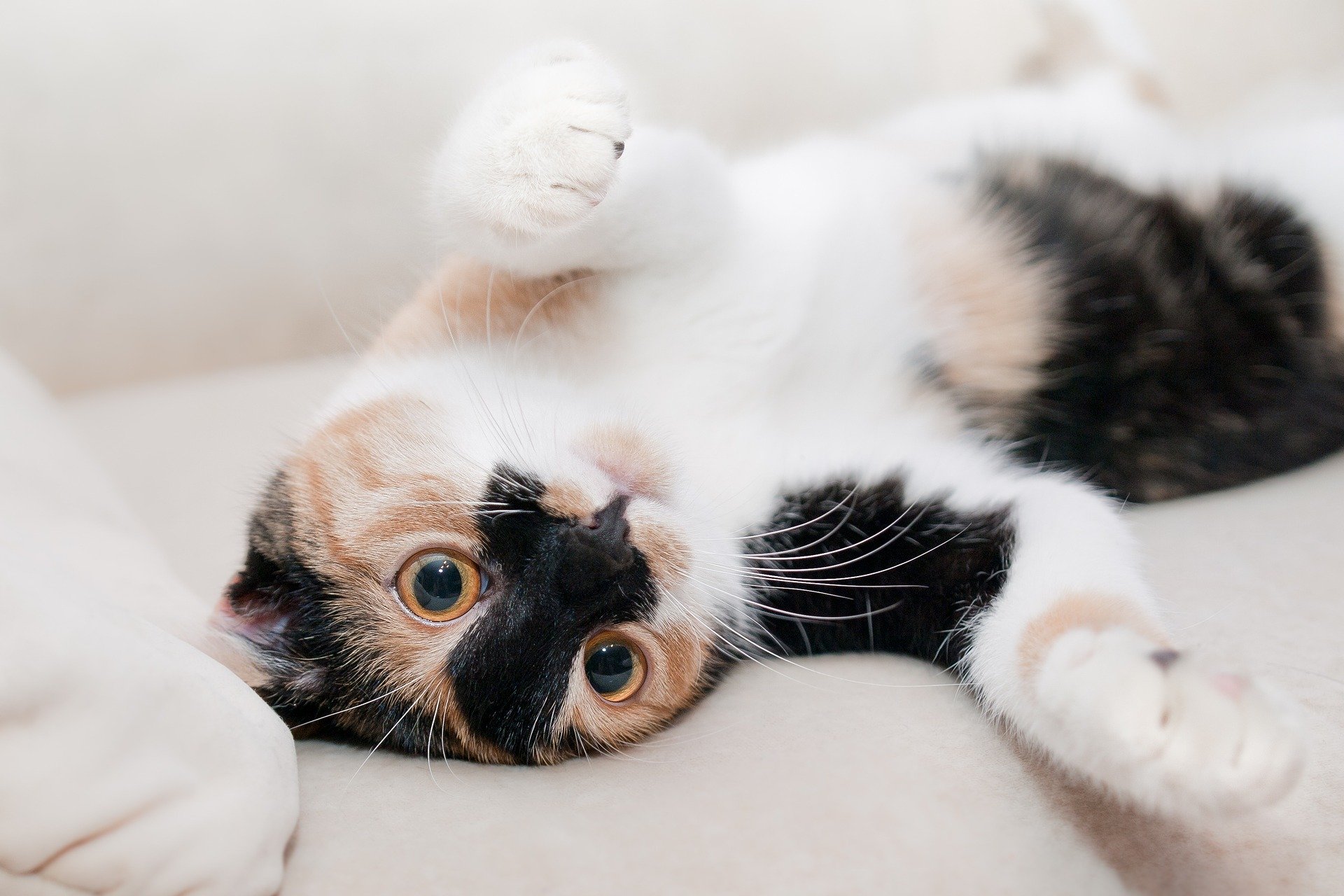 実はお肉も好き?猫に肉を与えるポイント