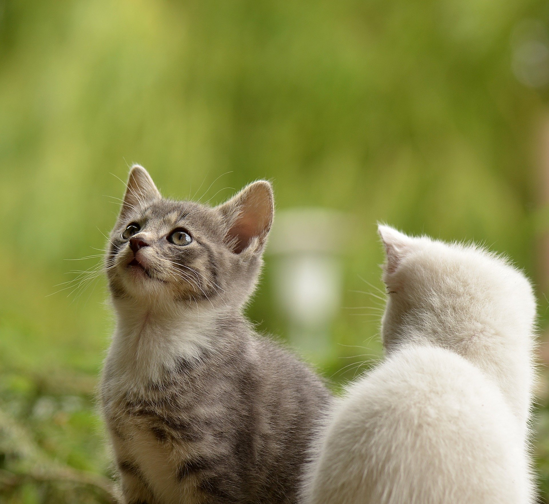 猫も花粉症になるの?クシャミや咳をするときの対応を紹介