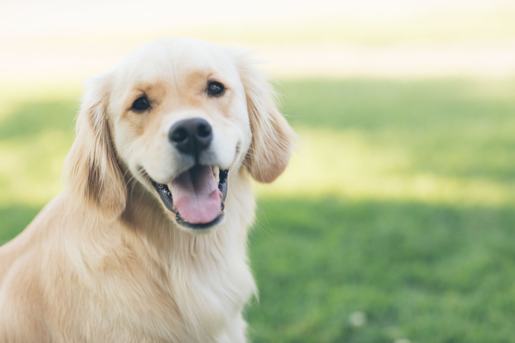 犬が喜ぶ事5選