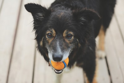 犬が喜ぶ事5選