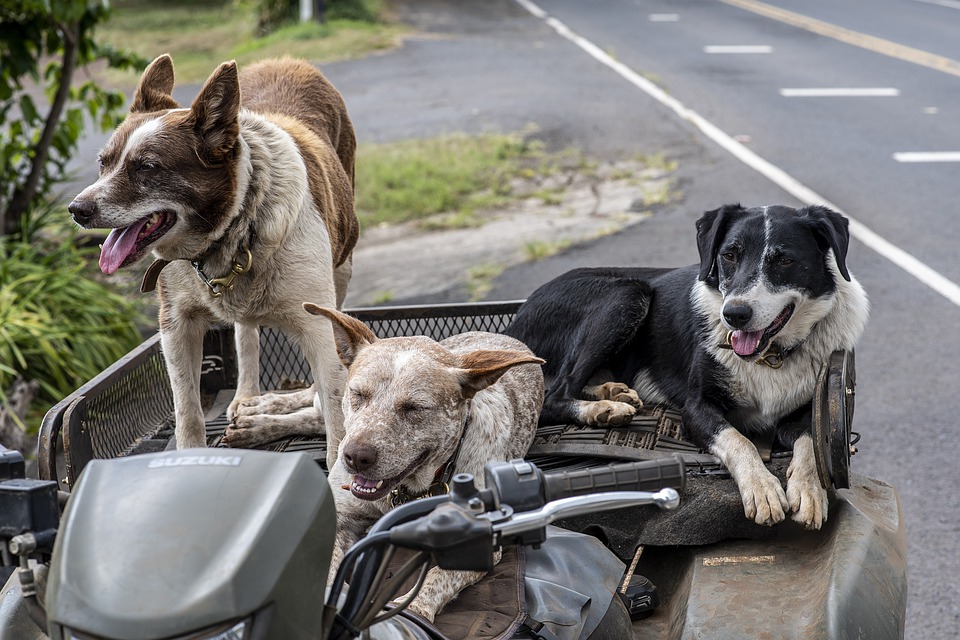 犬が喜ぶ事5選