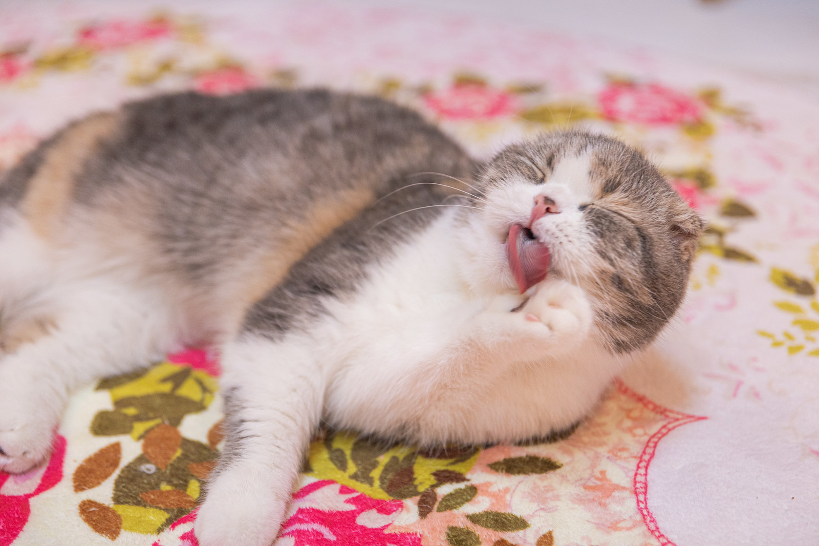 猫のゴロゴロはまだまだ謎ばかり? 喉を鳴らす意味と不思議な効果!