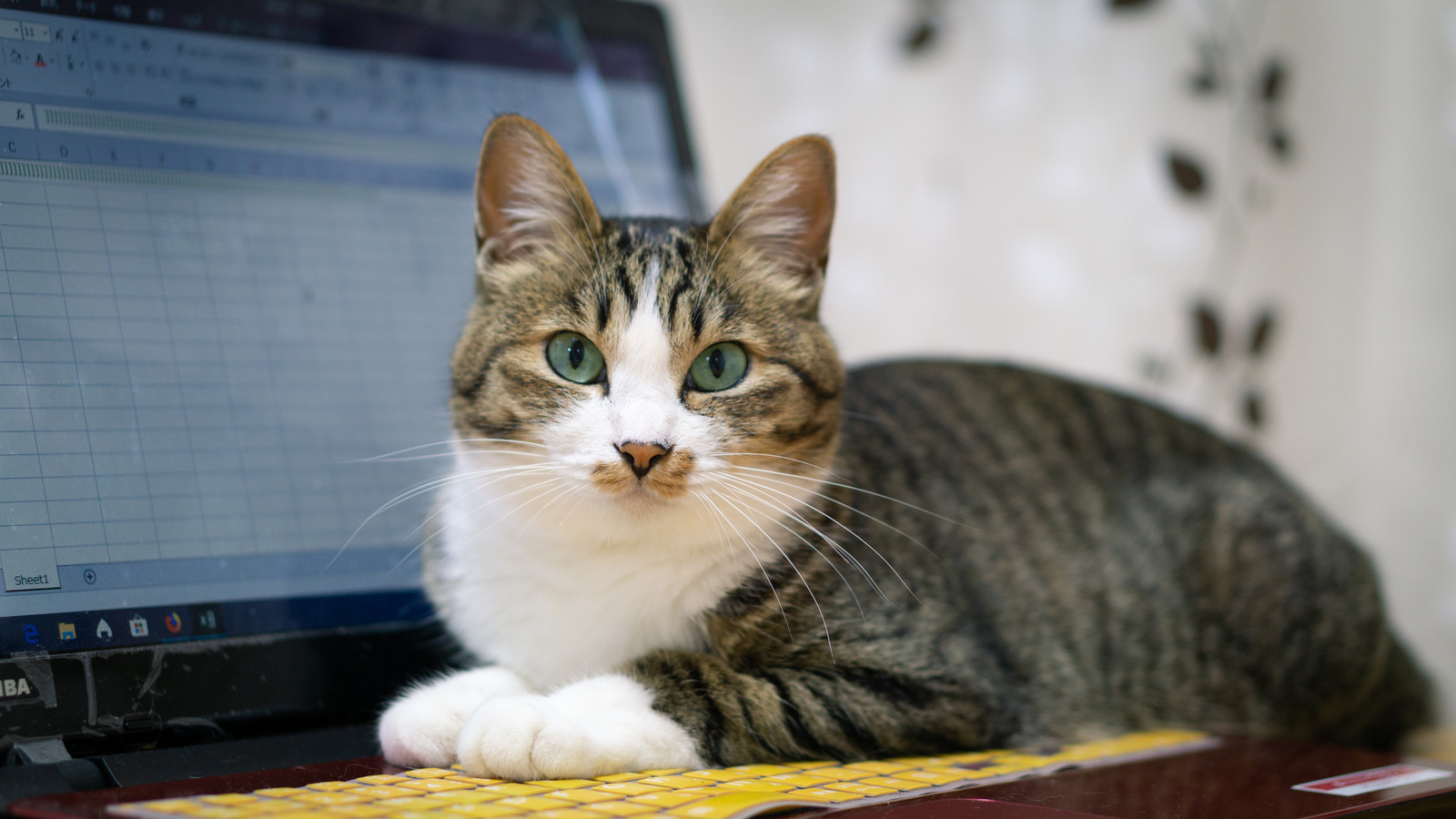 猫が人に送る愛情のサインを知って上手にコミュニケーション!