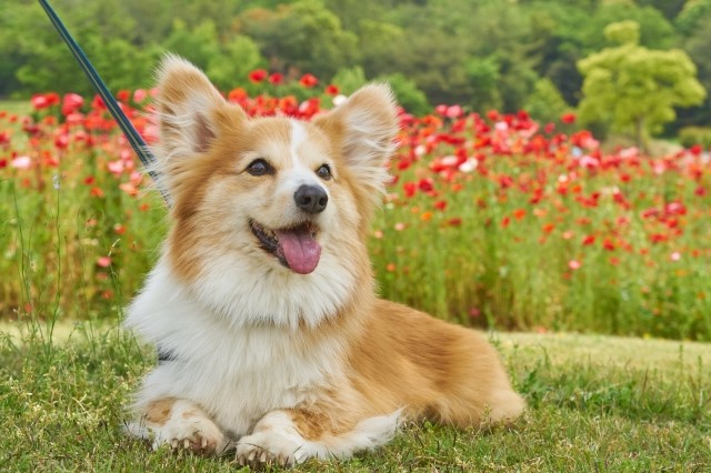 犬だって「ハグが好き」犬の気持ちと愛情を確かめ合う方法