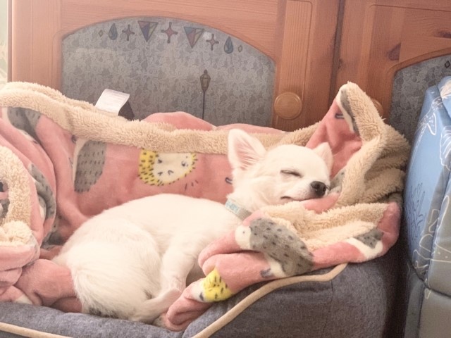犬だって「ハグが好き」犬の気持ちと愛情を確かめ合う方法