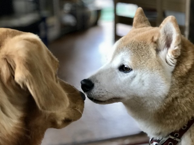 犬だって「ハグが好き」犬の気持ちと愛情を確かめ合う方法