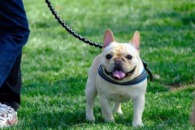 犬だって「ハグが好き」犬の気持ちと愛情を確かめ合う方法
