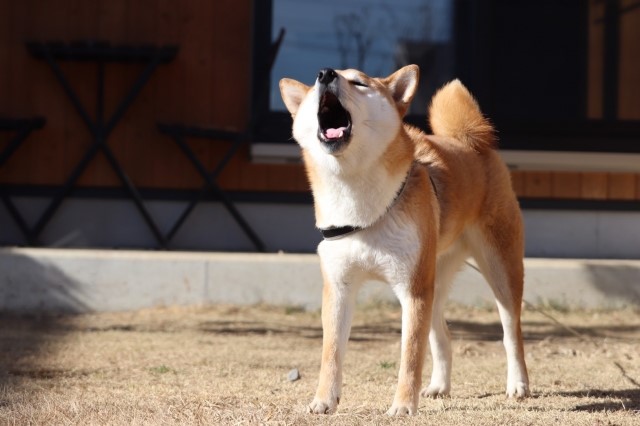 犬の問題行動の予防と治療「飼い主」が出来ること