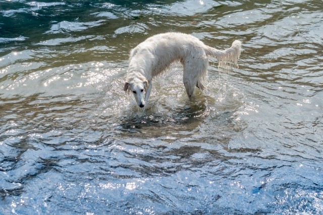 犬の問題行動の予防と治療「飼い主」が出来ること