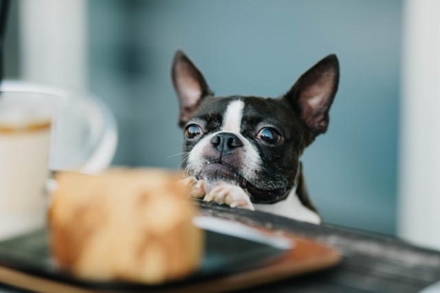 犬の問題行動の予防と治療「飼い主」が出来ること