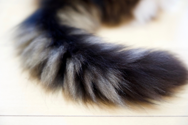 猫の尻尾のベタベタは病気なの?スタッドテイルを理解しよう
