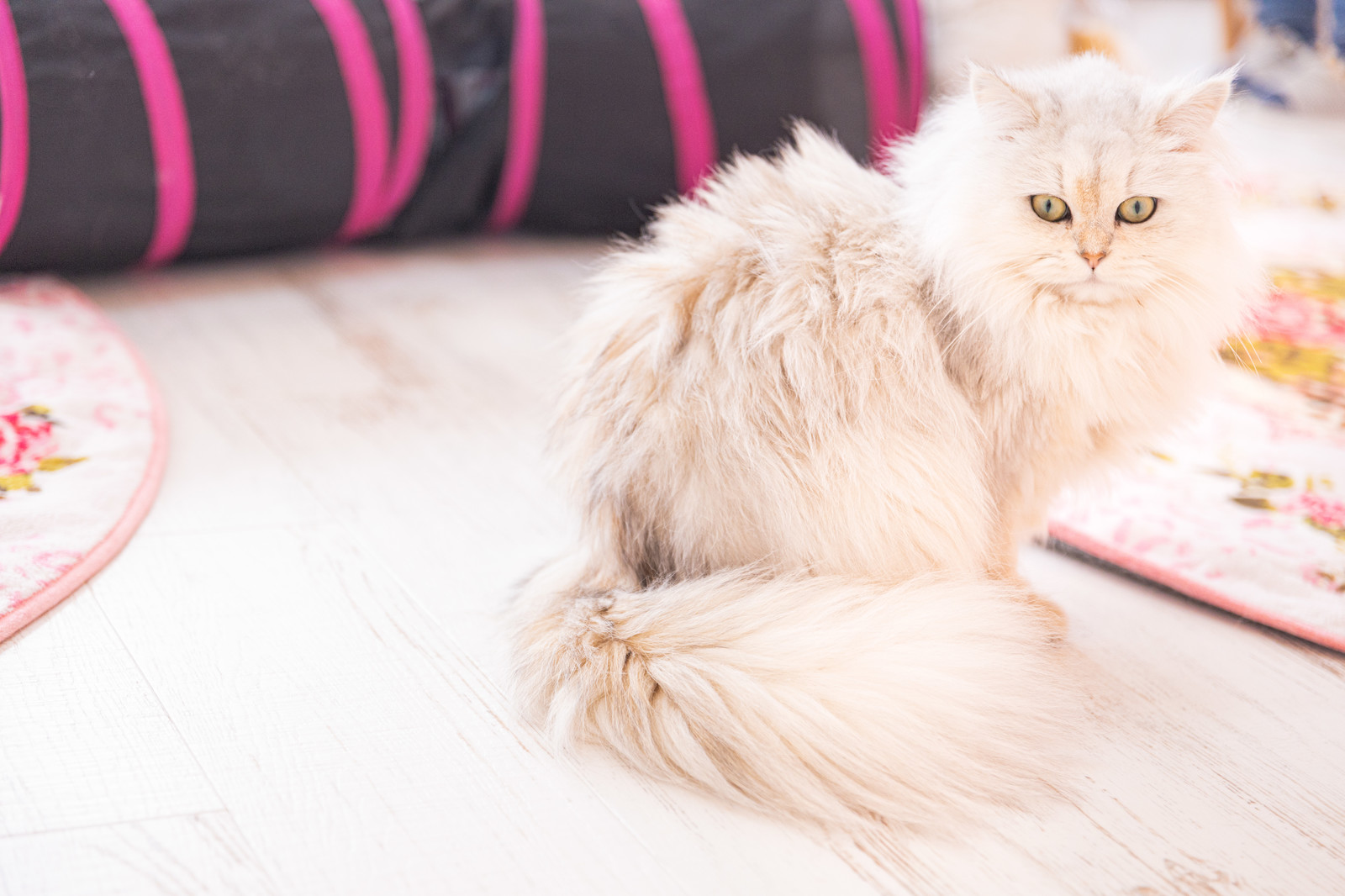 猫の尻尾のベタベタは病気なの?スタッドテイルを理解しよう