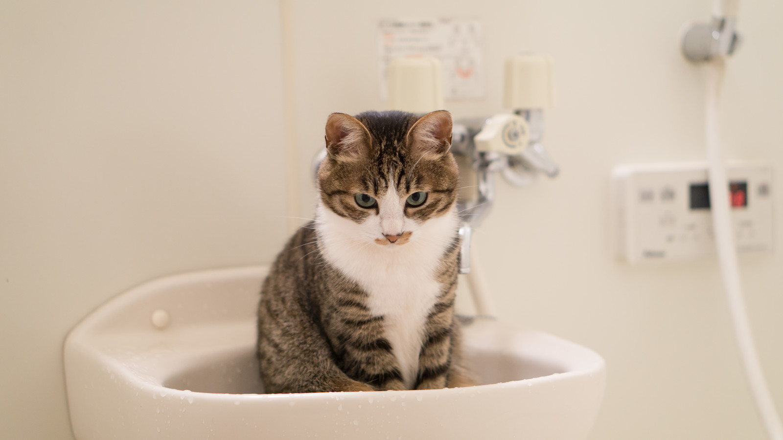 猫の尻尾のベタベタは病気なの?スタッドテイルを理解しよう