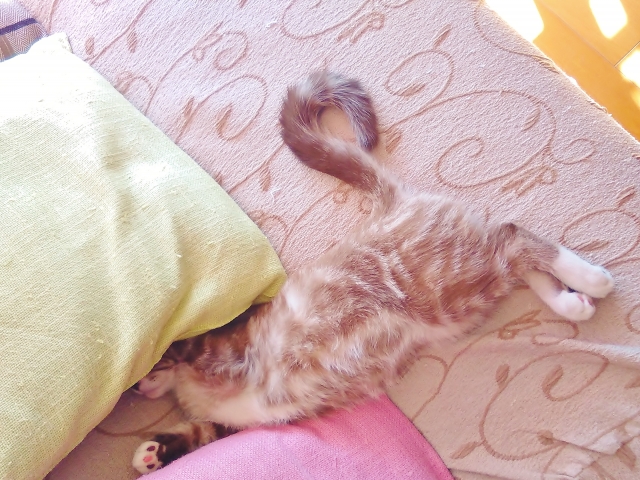 猫の尻尾のベタベタは病気なの?スタッドテイルを理解しよう
