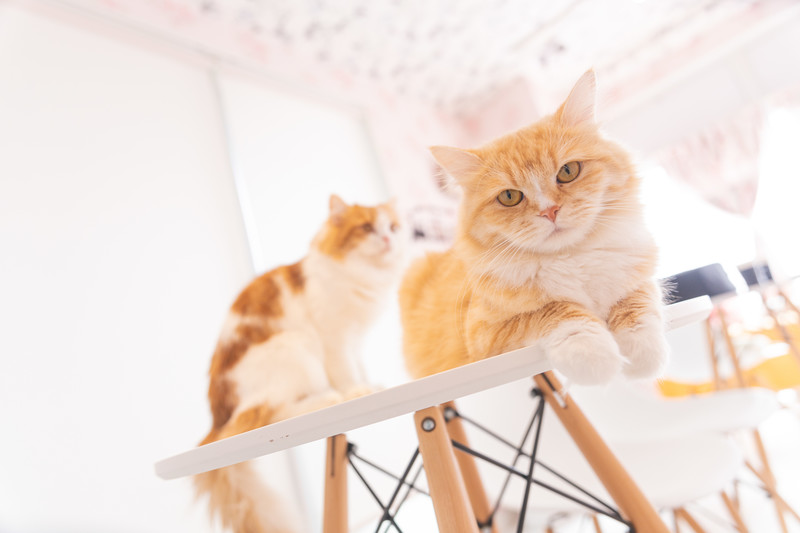 猫に関わる仕事をしたいあなたへ「キャットシッター」のお仕事
