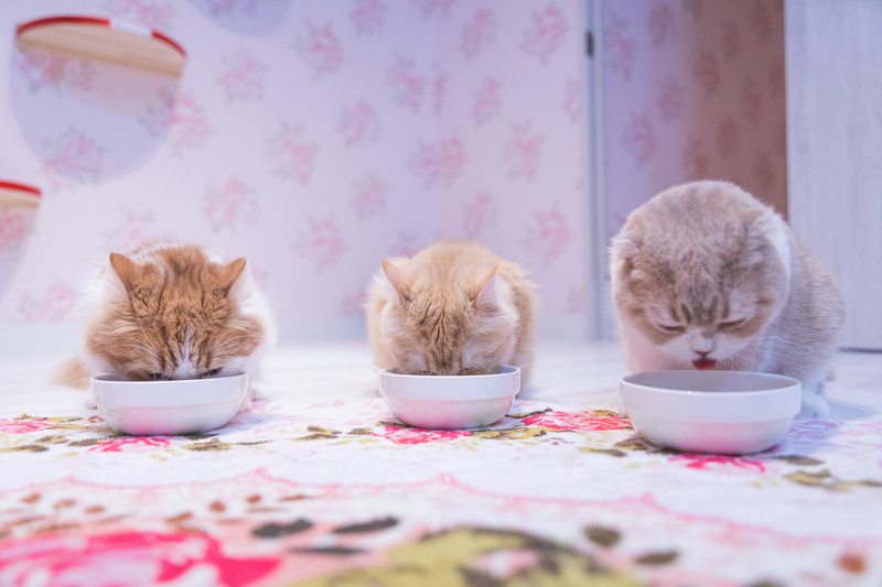 猫に関わる仕事をしたいあなたへ「キャットシッター」のお仕事