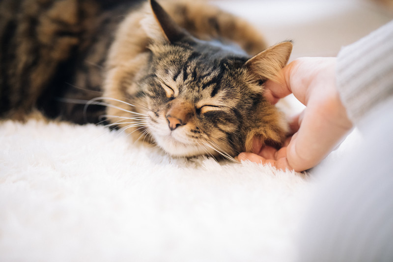猫に関わる仕事をしたいあなたへ「キャットシッター」のお仕事