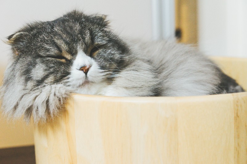 シニア猫のお留守番で注意したいこと