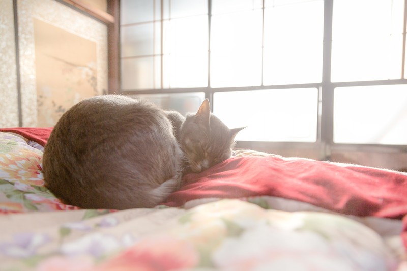 シニア猫のお留守番で注意したいこと