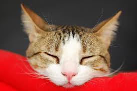 猫の免疫介在性溶血性貧血って何?怖い病気の症状から治療まで