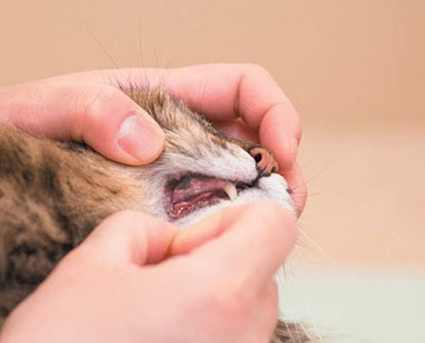 猫の免疫介在性溶血性貧血って何?怖い病気の症状から治療まで
