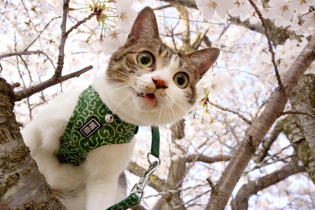 猫に散歩は必要？猫用ハーネスのおススメ