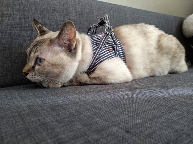 猫に散歩は必要？猫用ハーネスのおススメ