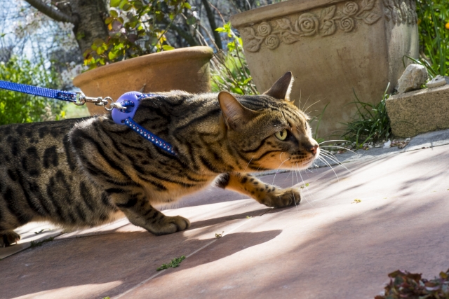 猫に散歩は必要？猫用ハーネスのおススメ