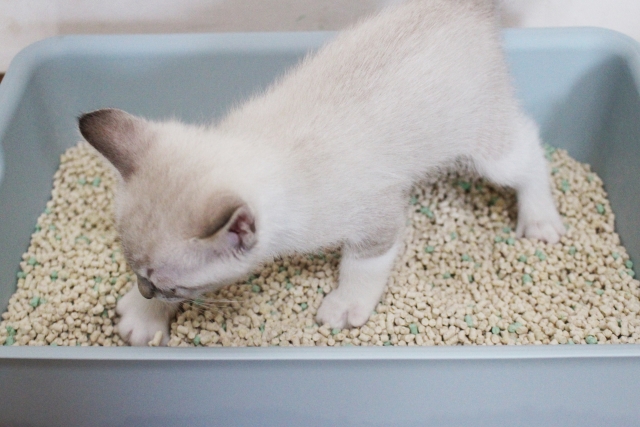 その便秘、病気かも?!猫に起こる巨大結腸症の原因と症状、治療法