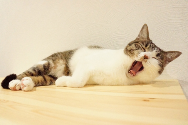 愛猫が家でとる行動とその意味とは?猫が教える気持ちを知ろう!