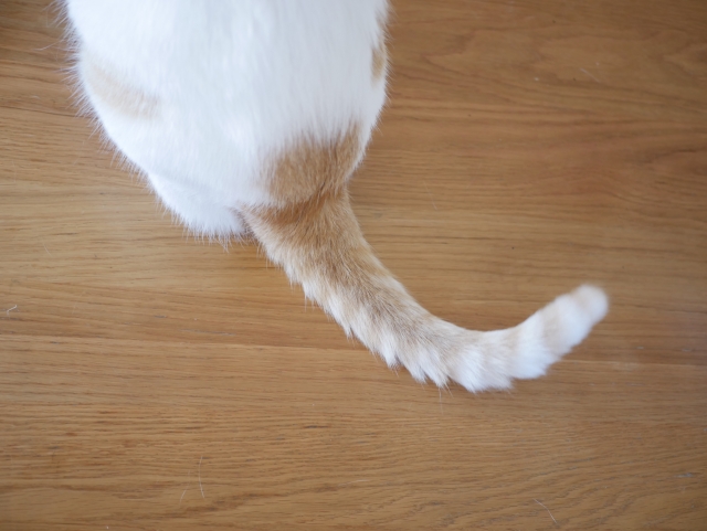 愛猫が家でとる行動とその意味とは?猫が教える気持ちを知ろう!