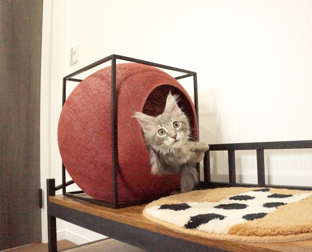 愛猫が家でとる行動とその意味とは?猫が教える気持ちを知ろう!