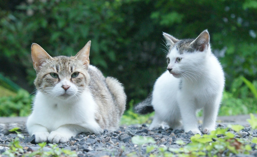 5月25日はホゴネコの日 保護猫について考えてみよう