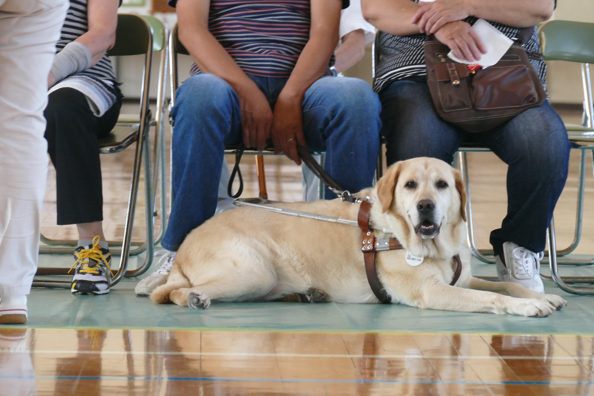 5月22日はほじょ犬の日 補助犬について考えてみよう