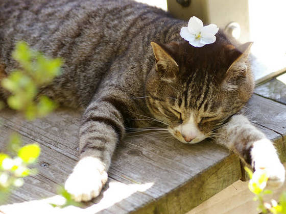 原因不明⁉猫の特発性膀胱炎を理解する!
