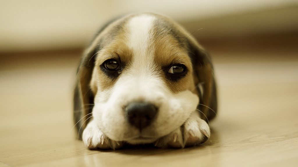 ワクチンで予防できる犬パルボウイルス感染症ってどんな病気?