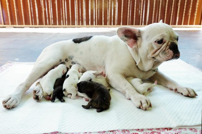 疑ったらすぐに動物病院へ!犬の子宮蓄膿症?について解説!