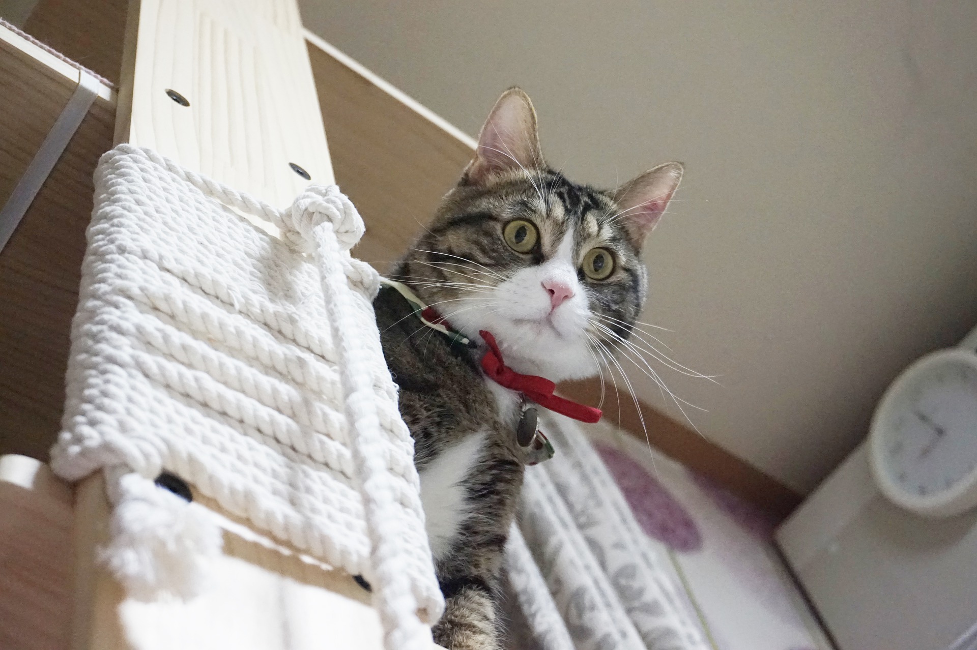 賃貸にキャットタワーは設置できる?ポイントを紹介