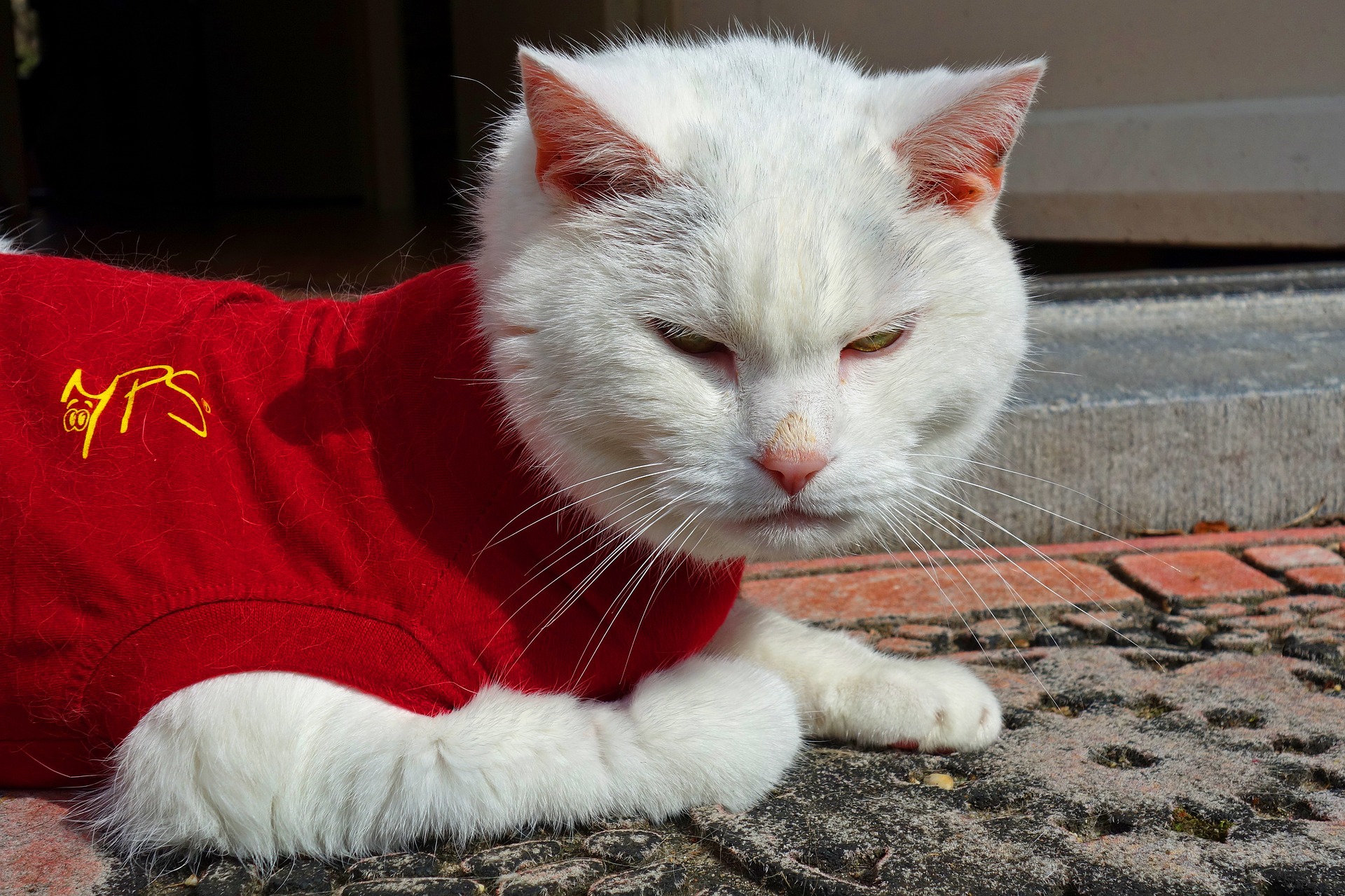 猫に洋服を着せたい!ポイントを紹介