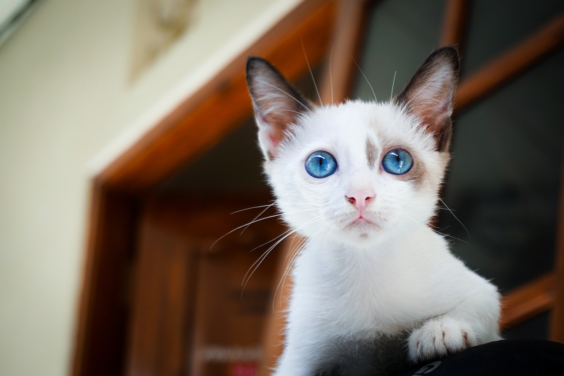 猫の脱走防止に迷子札をつけよう!
