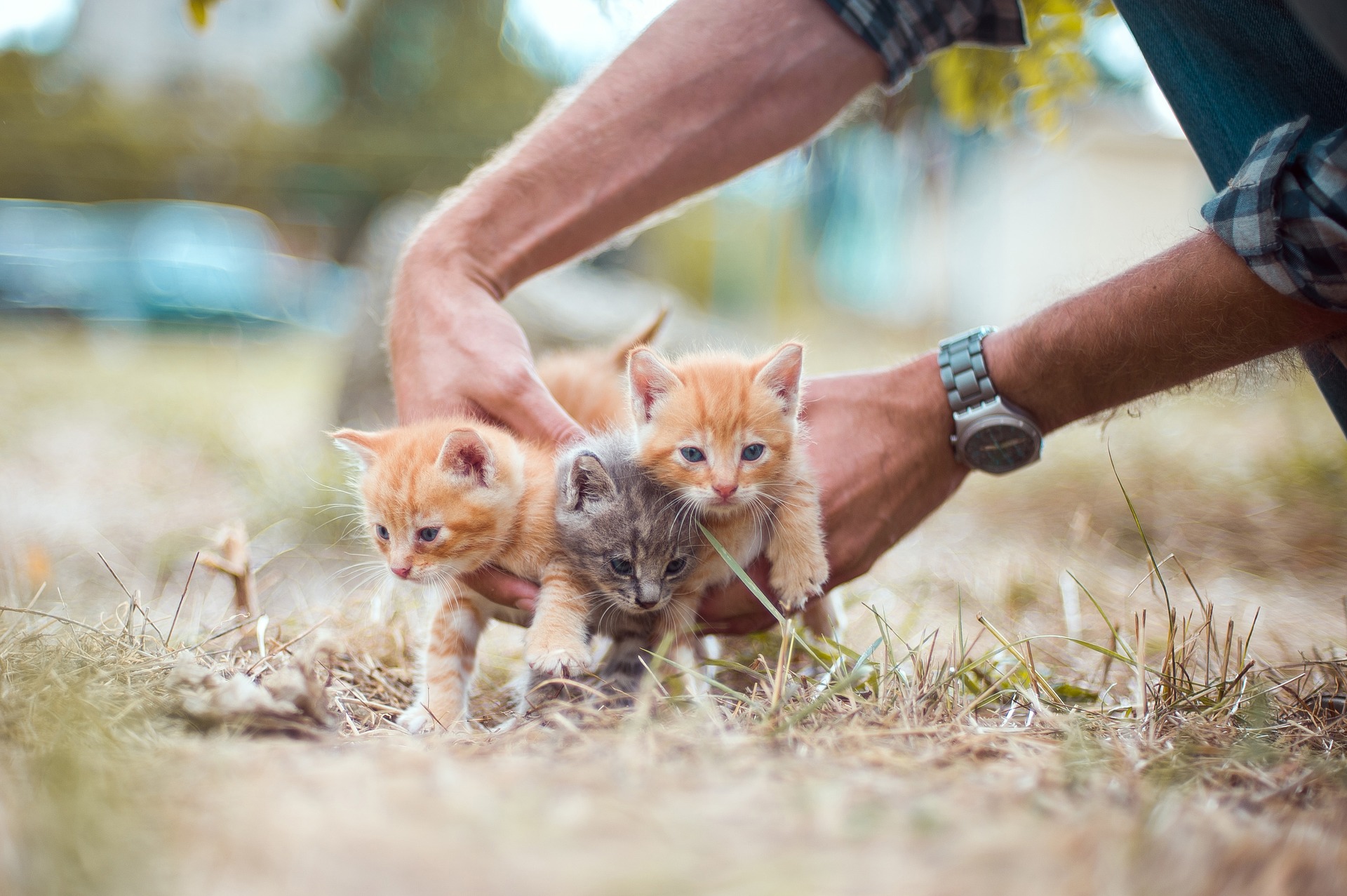 猫の脱走防止に迷子札をつけよう!